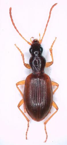 Oxypselaphus obscurus